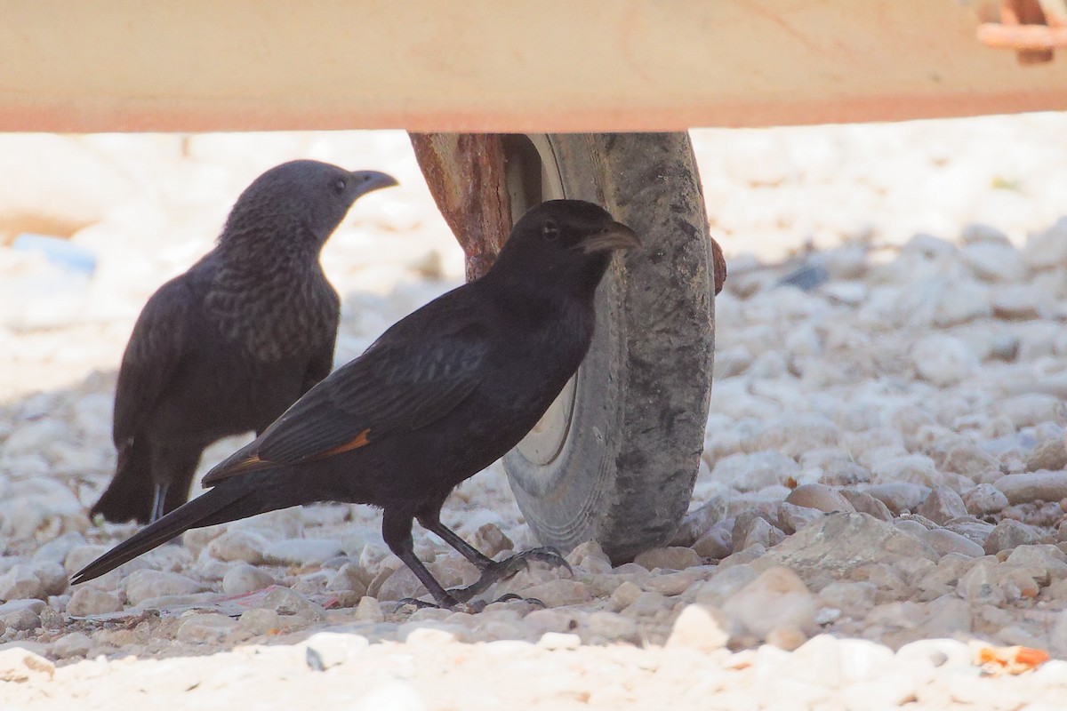 klippestær - ML645309247