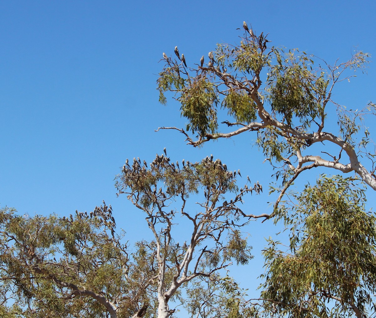nymfekakadu - ML645309250