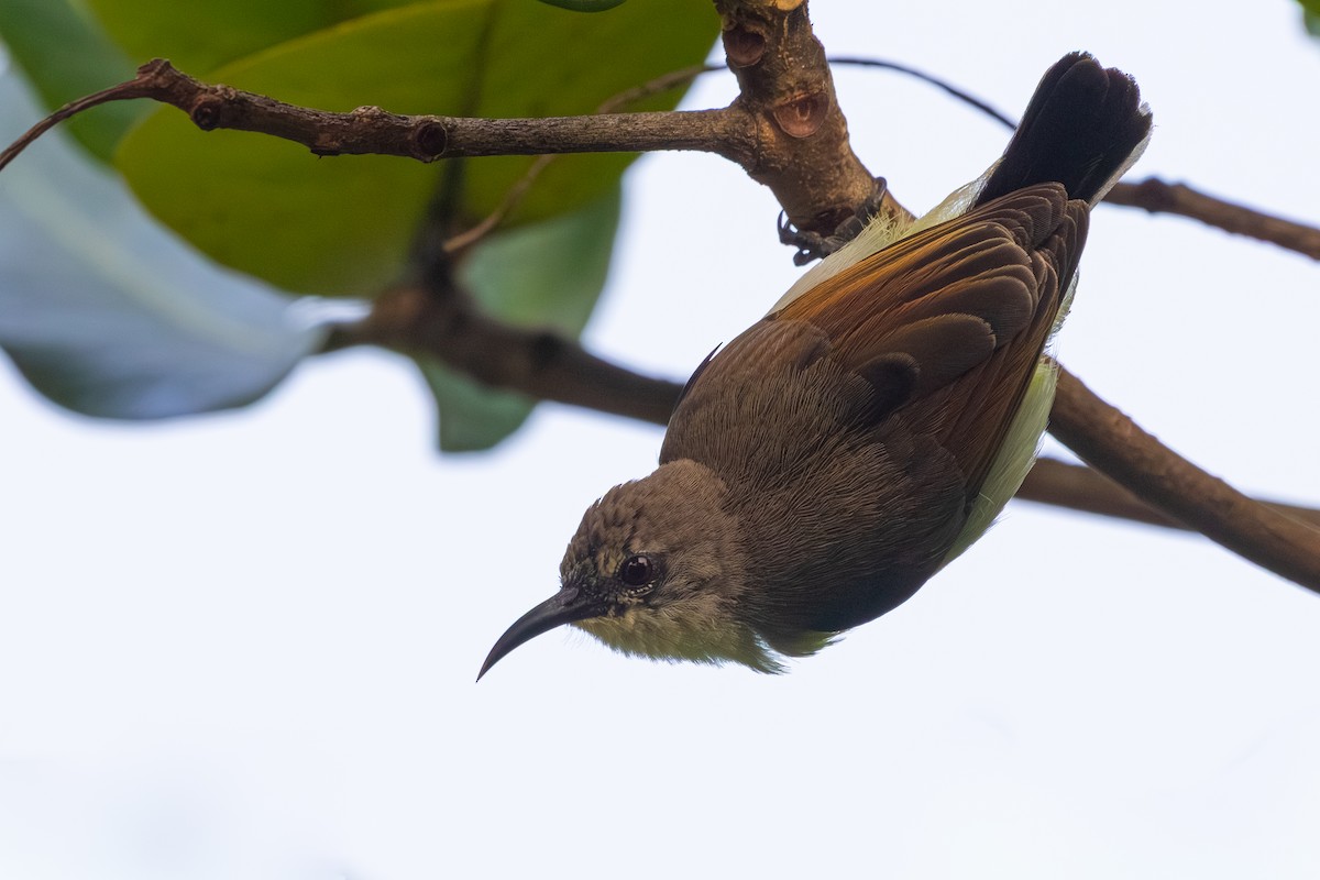 malabarsolfugl - ML645309253