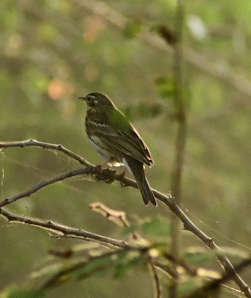 sibirpiplerke - ML645309254