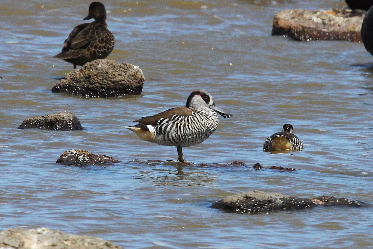 leppeand - ML645309256