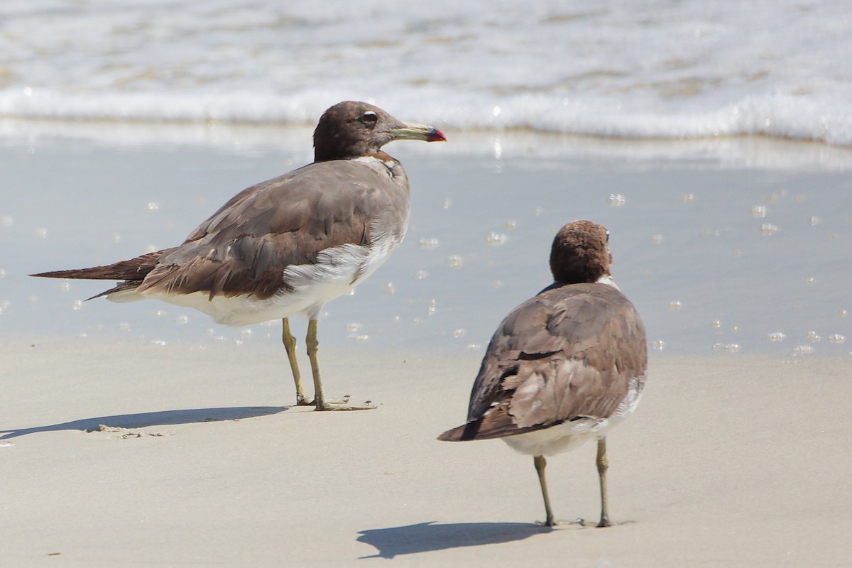 sotmåke - ML645309257