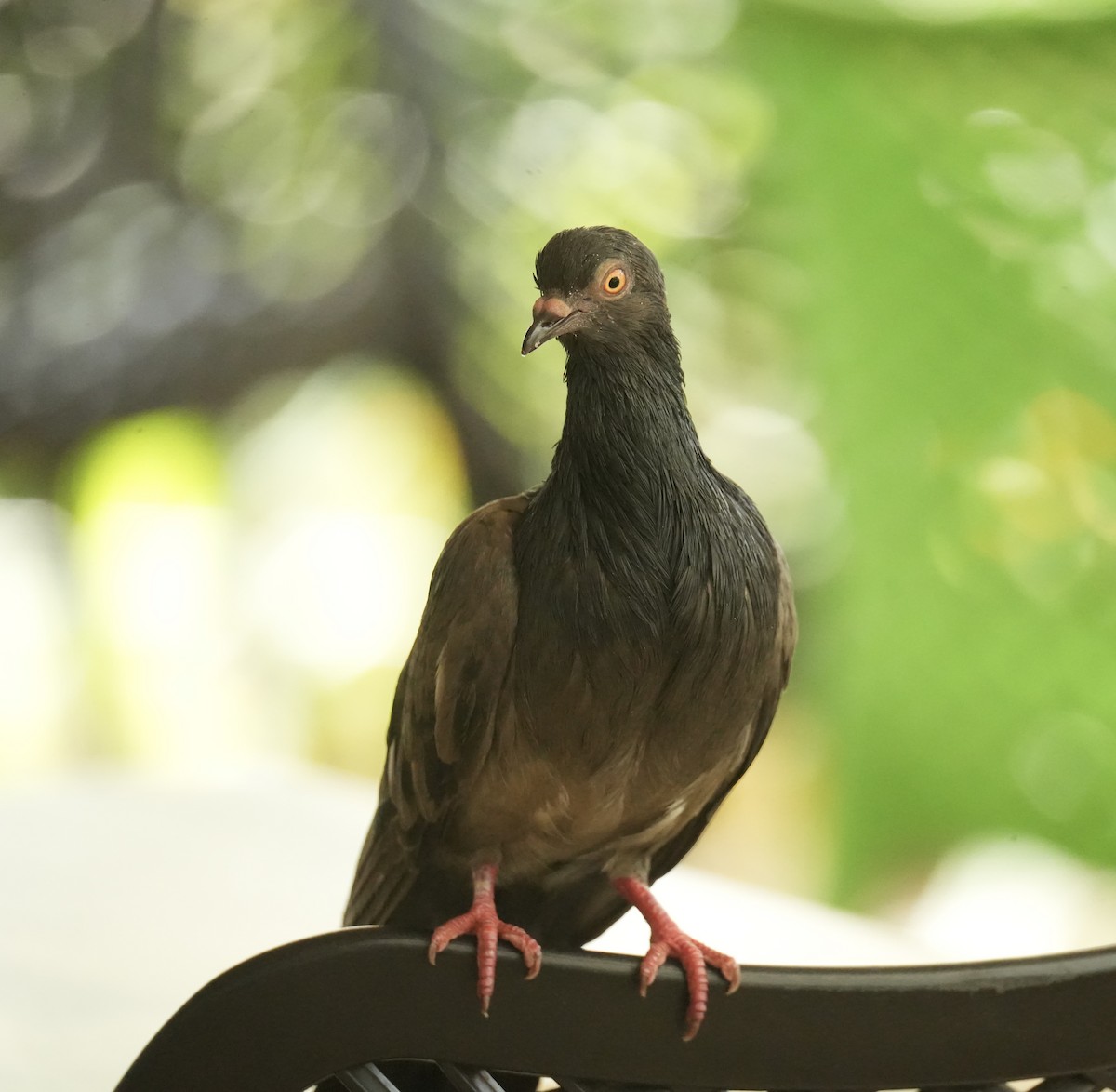 יונת בית - ML645309270