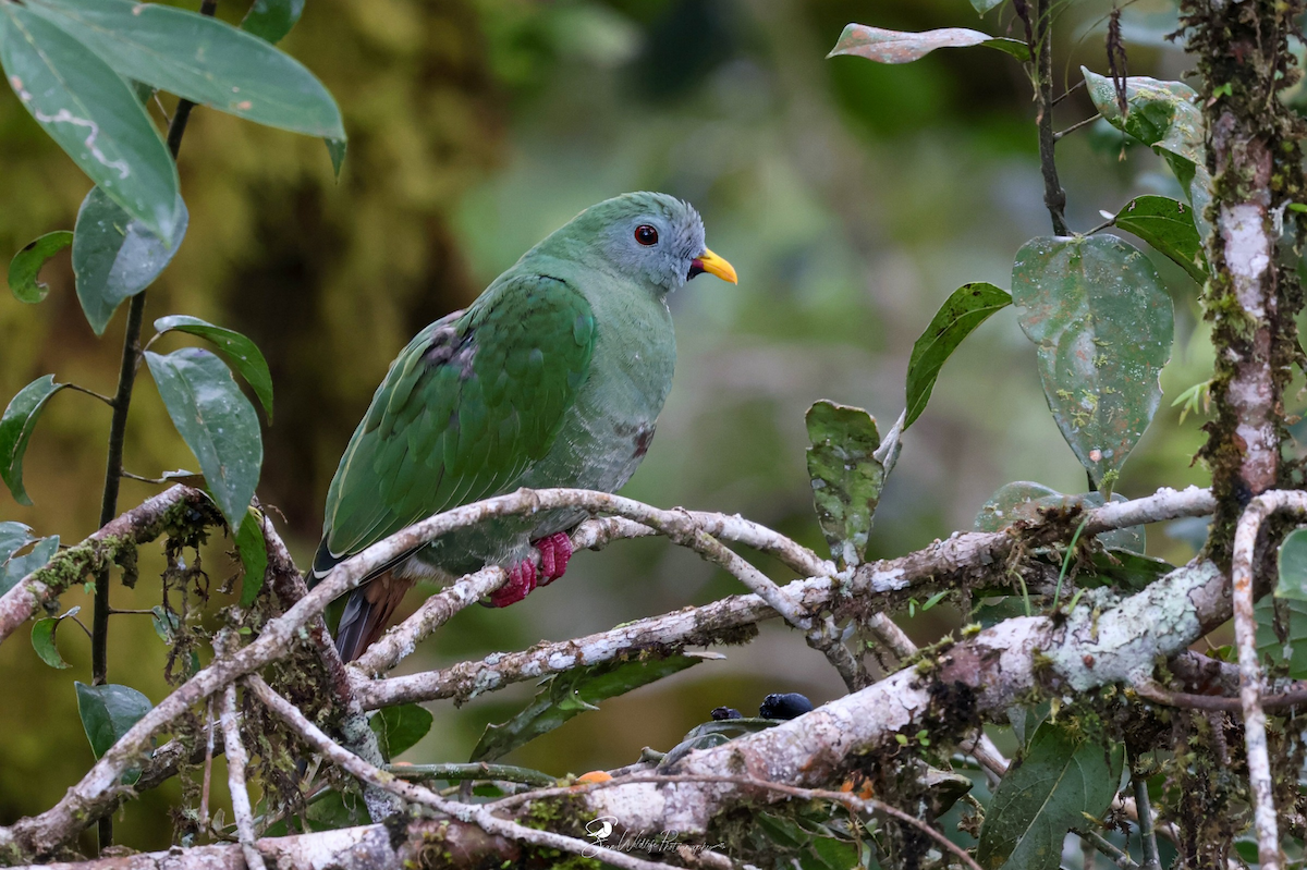 Black-chinned Fruit-Dove - ML645309276