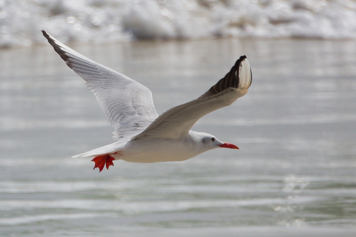 Slender-billed Gull - ML645309277