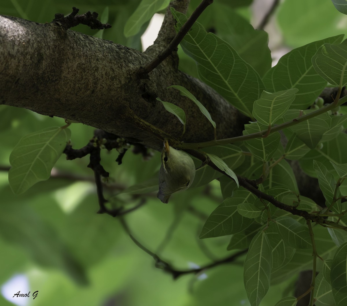 østsanger - ML645309278