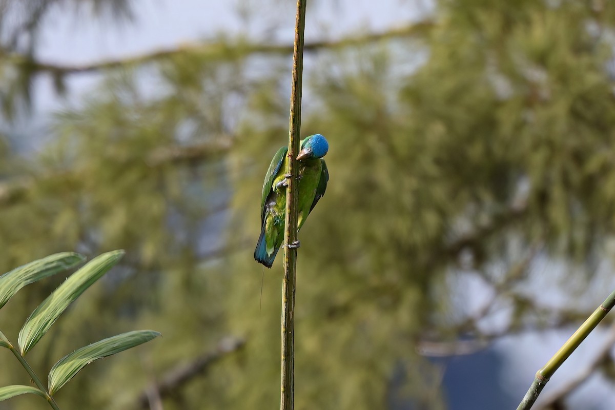 Blue-crowned Racquet-tail - ML645309287