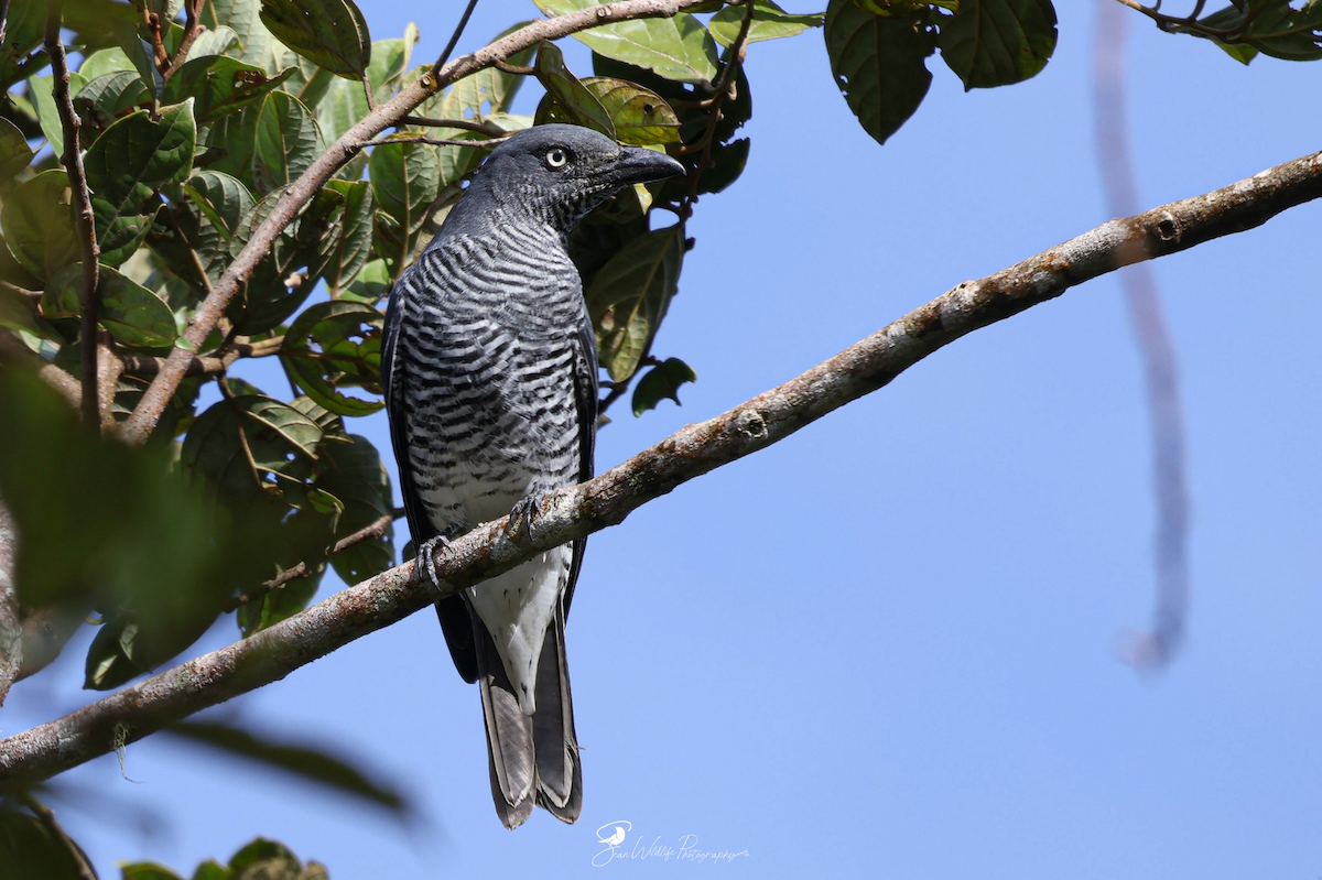 Mindanao Cuckooshrike - ML645309290