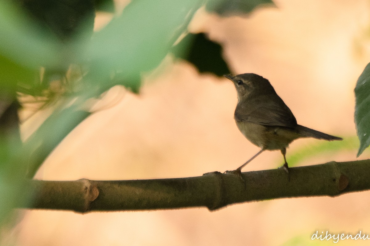 Dusky Warbler - ML645309292
