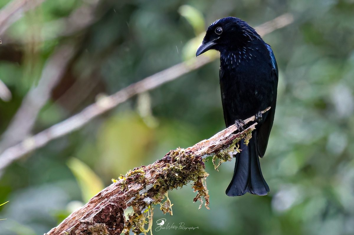 Short-tailed Drongo - ML645309293