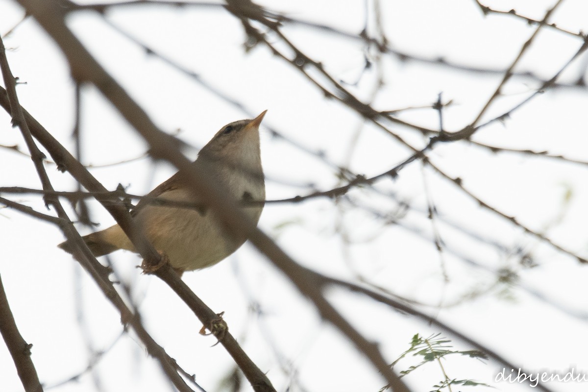 Dusky Warbler - ML645309294