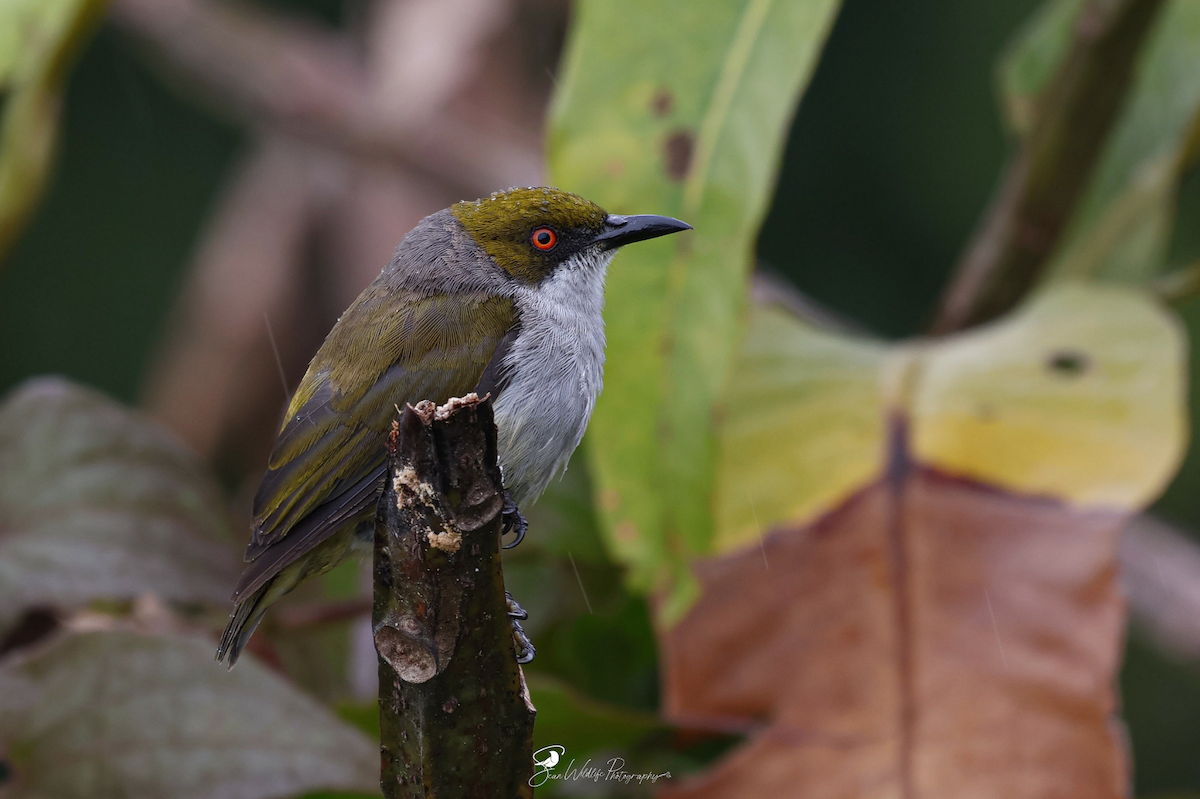 Olive-capped Flowerpecker - ML645309310