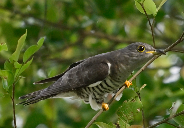 Indian Cuckoo - ML645309311