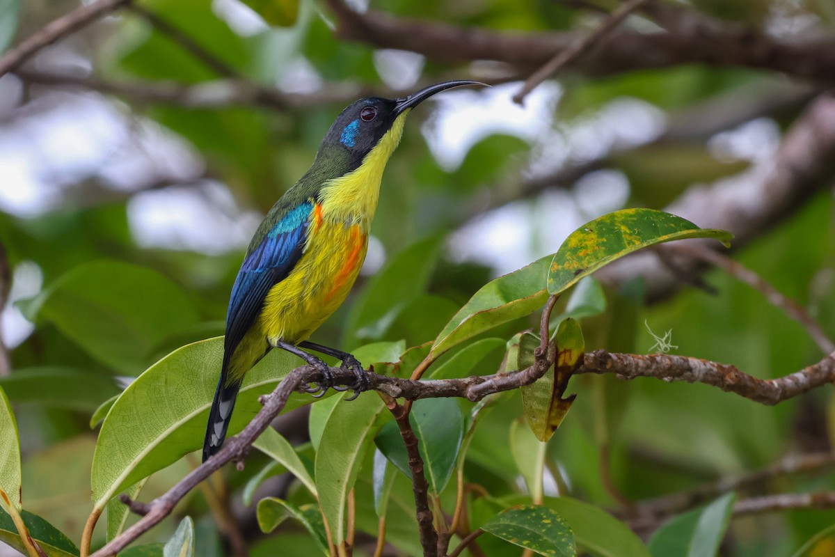 Lina's Sunbird - ML645309315