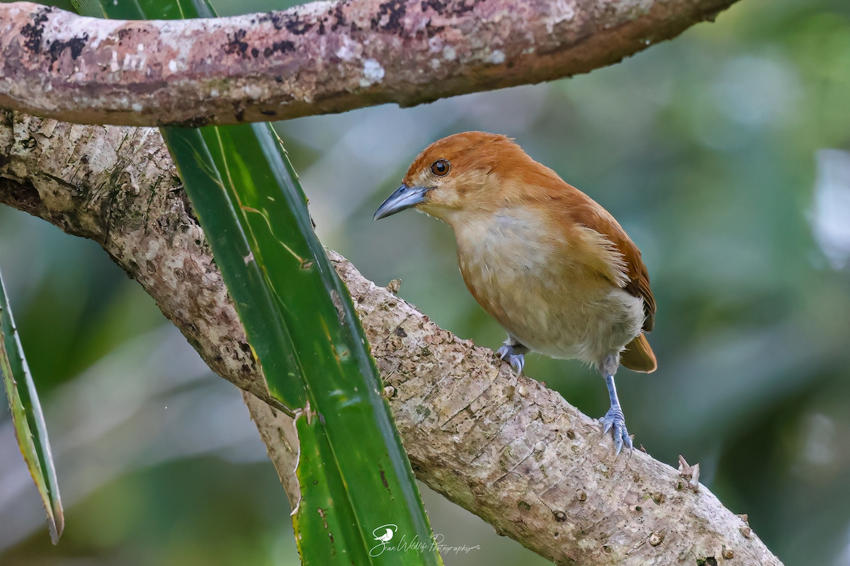 Cinnamon Ibon - ML645309317