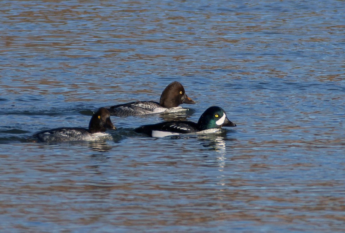 hohol islandský - ML645309323