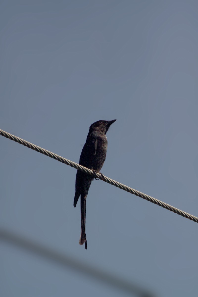 Black Drongo - ML645309330