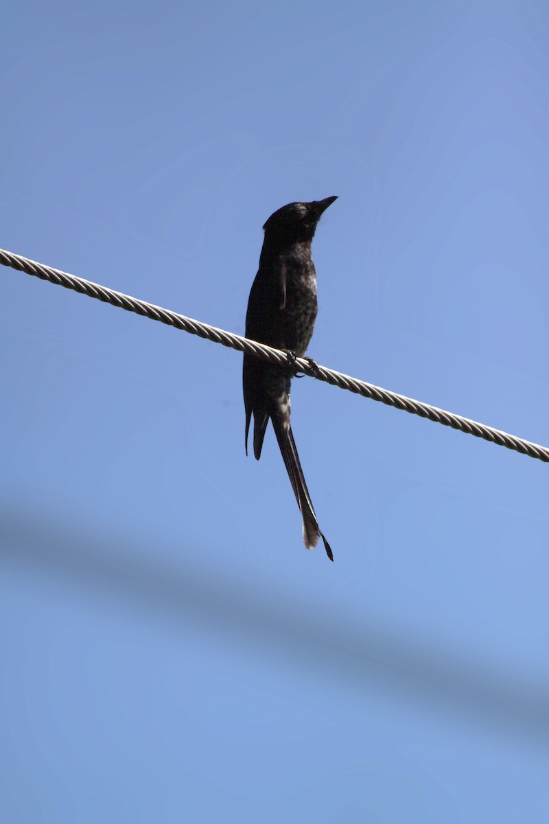 Black Drongo - ML645309331