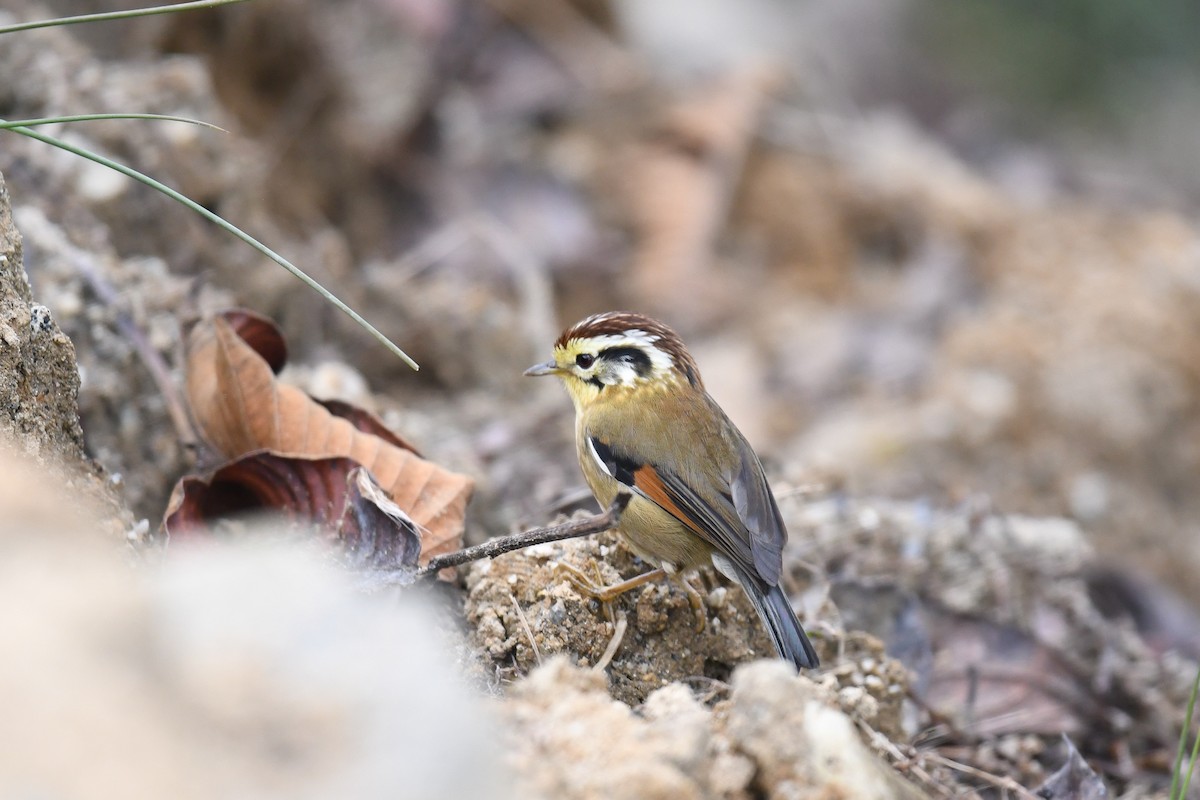 Kastanienzweigdrossling - ML645309339