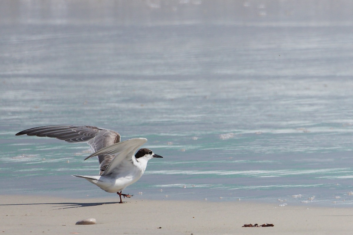 rybák obecný - ML645309379