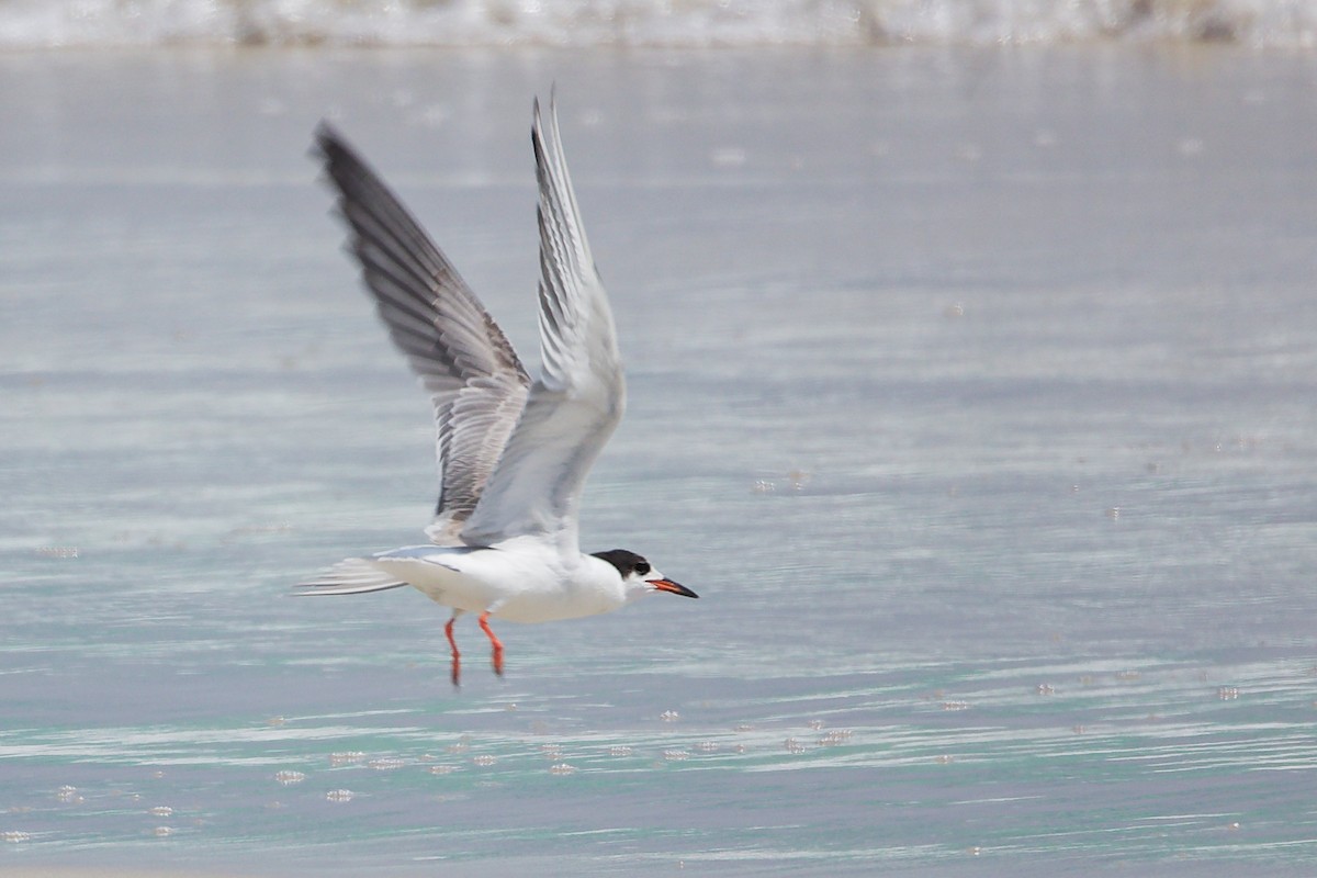 rybák obecný - ML645309380