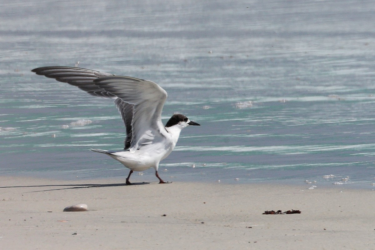 rybák obecný - ML645309381