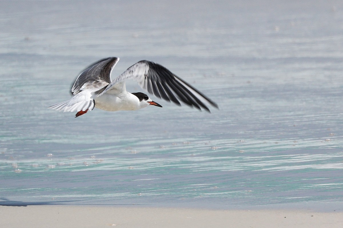 rybák obecný - ML645309382