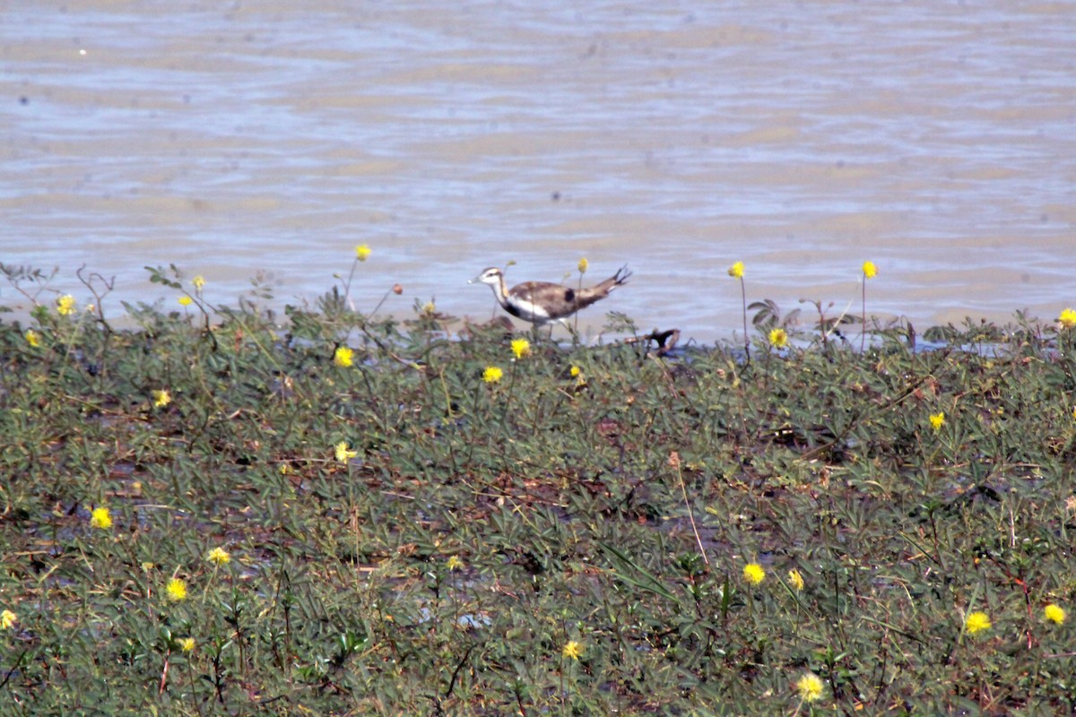 fasanbladhøne - ML645309383