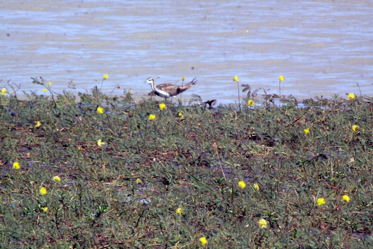 fasanbladhøne - ML645309384