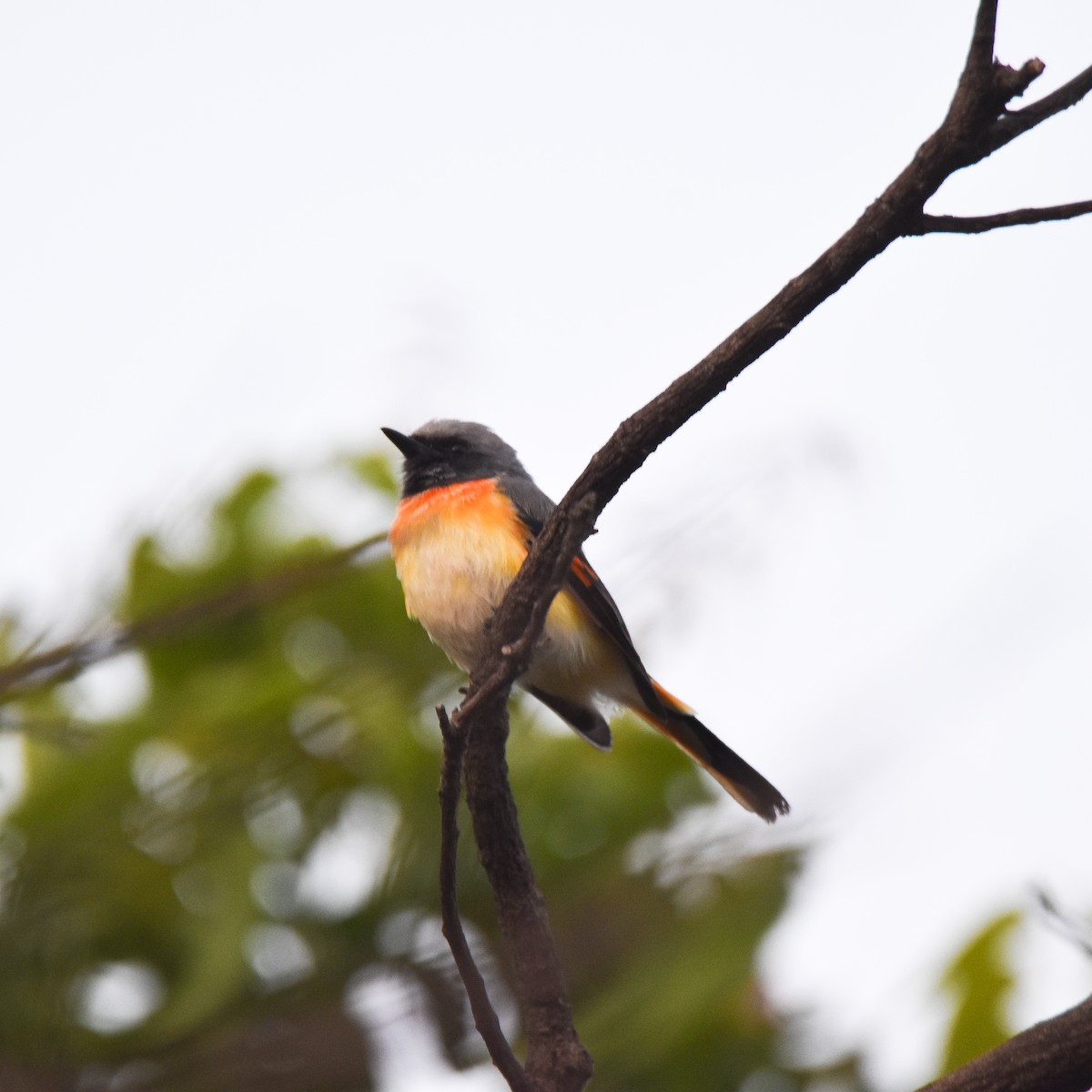 Small Minivet - ML645309386