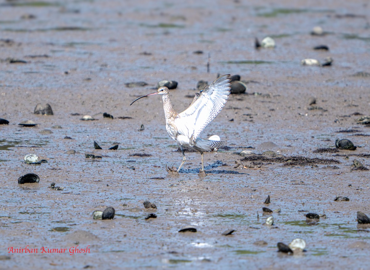 Eurasian Curlew - ML645309388