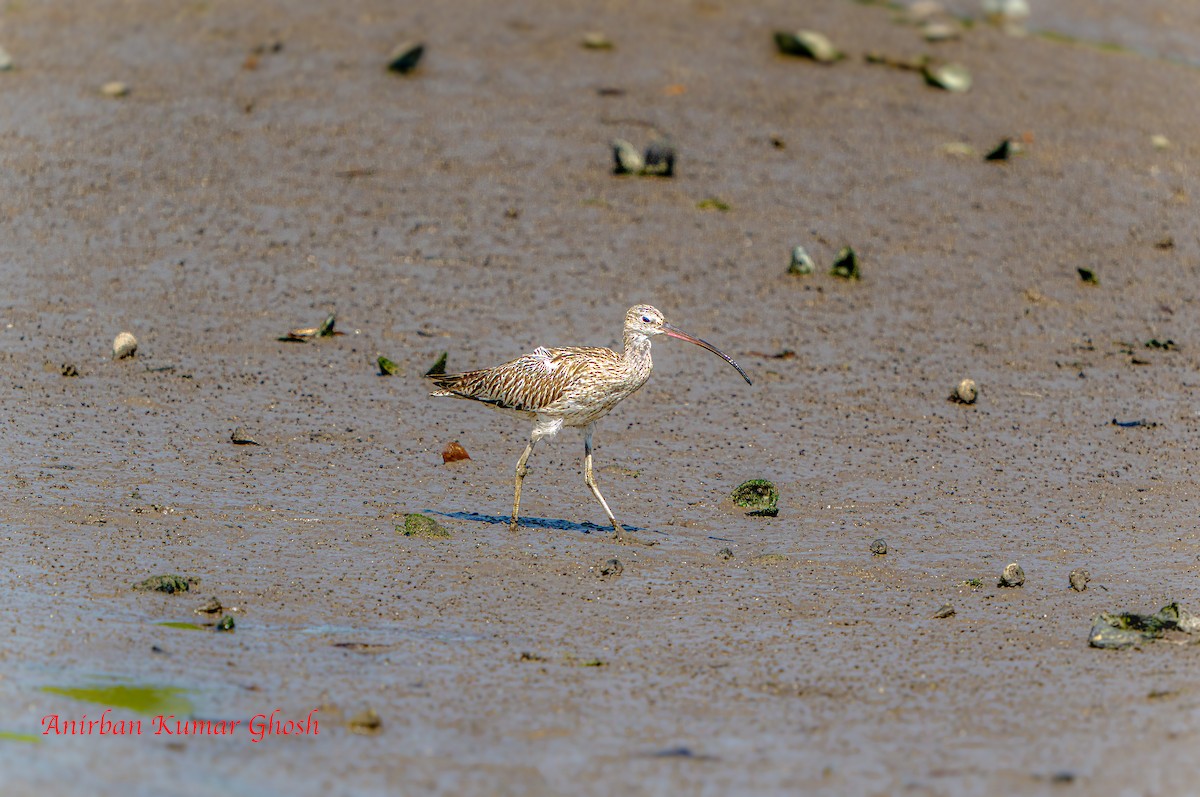 Eurasian Curlew - ML645309389