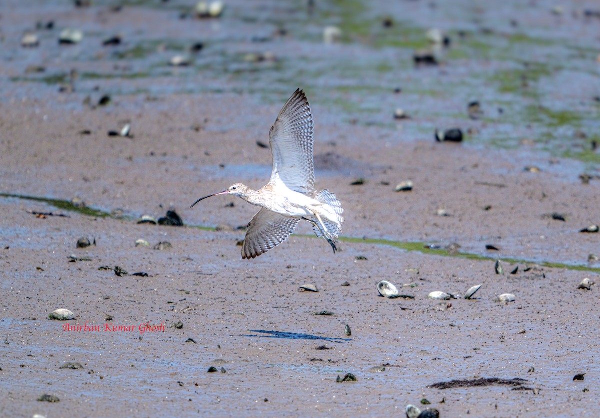 Eurasian Curlew - ML645309390