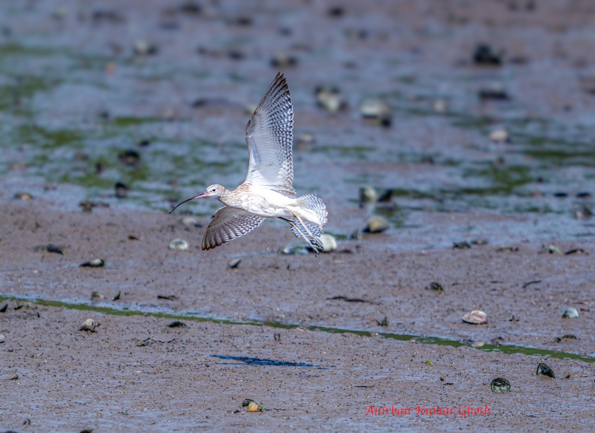 Eurasian Curlew - ML645309392