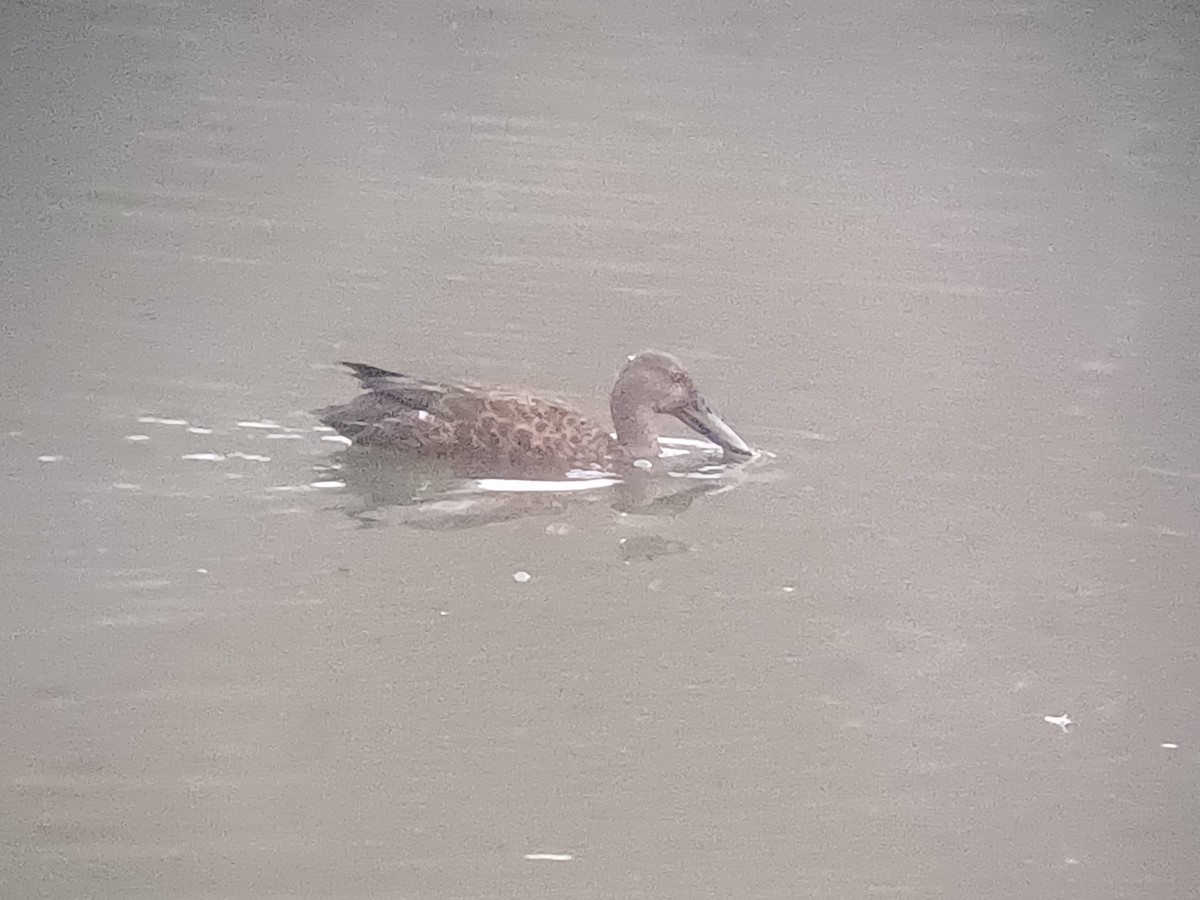 Canard bridé - ML645309398