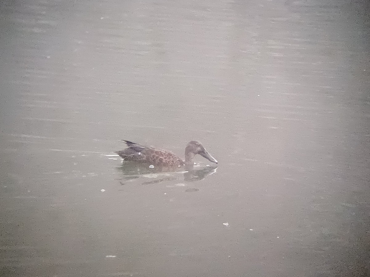 Canard bridé - ML645309399