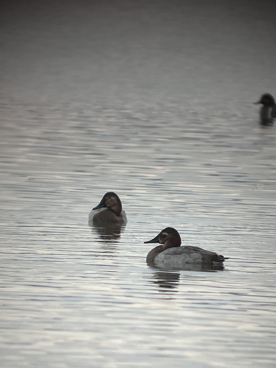 Canvasback - ML645309430