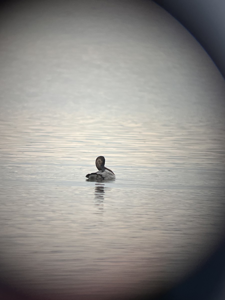 Canvasback - ML645309432