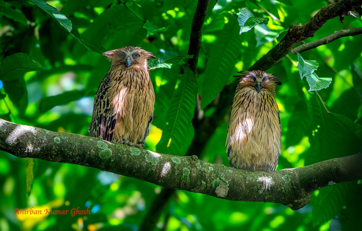 Buffy Fish-Owl - ML645309434