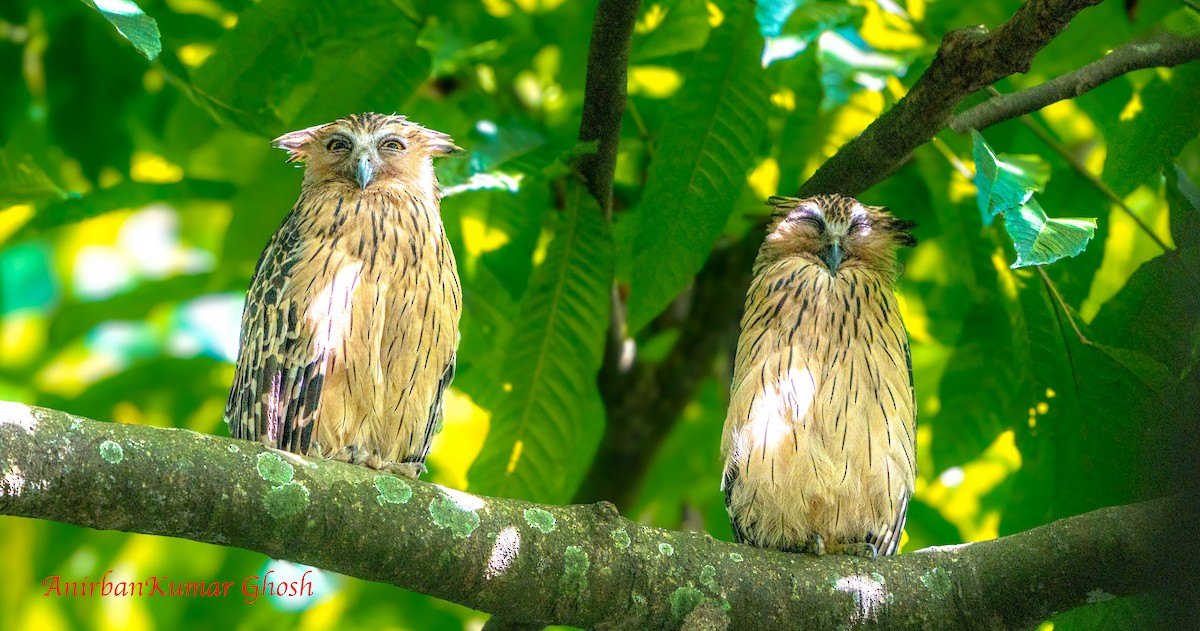 Buffy Fish-Owl - ML645309435