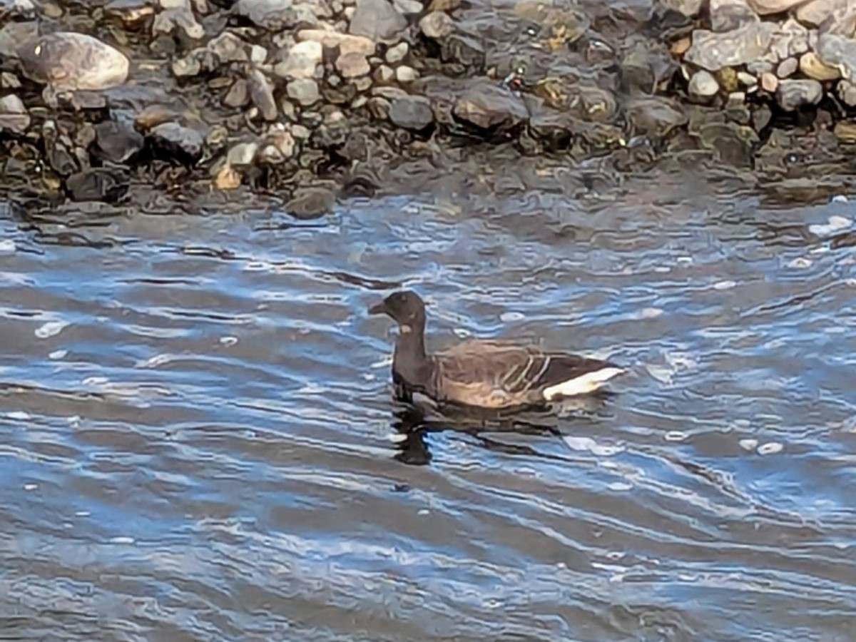 黑雁 - ML645309436