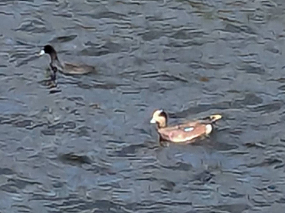 葡萄胸鴨 - ML645309441