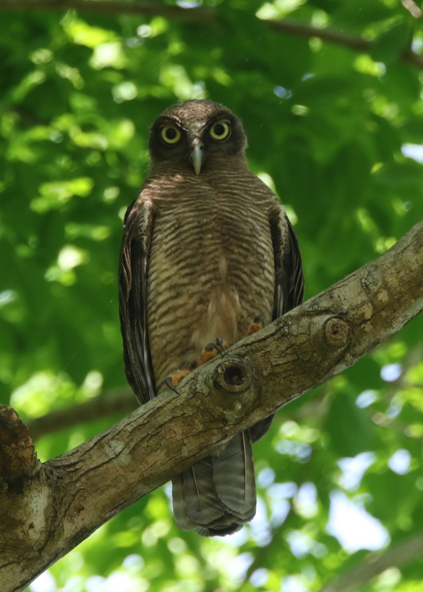 Nínox Rojizo - ML645309467