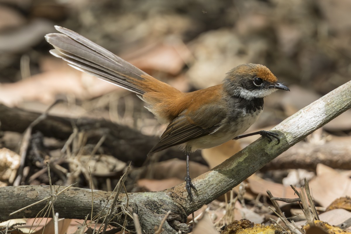 Supertramp Fantail - ML645309477