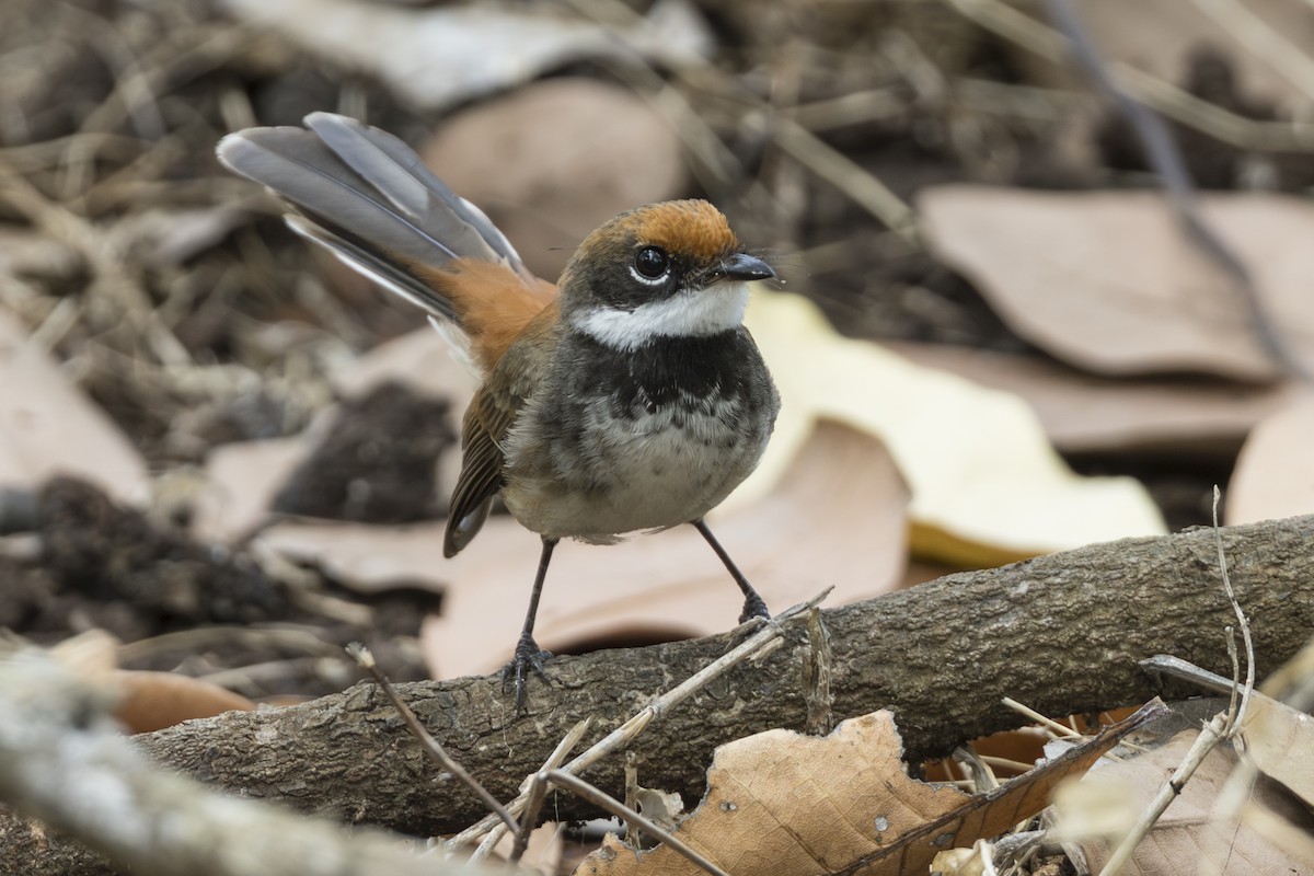 Supertramp Fantail - ML645309478