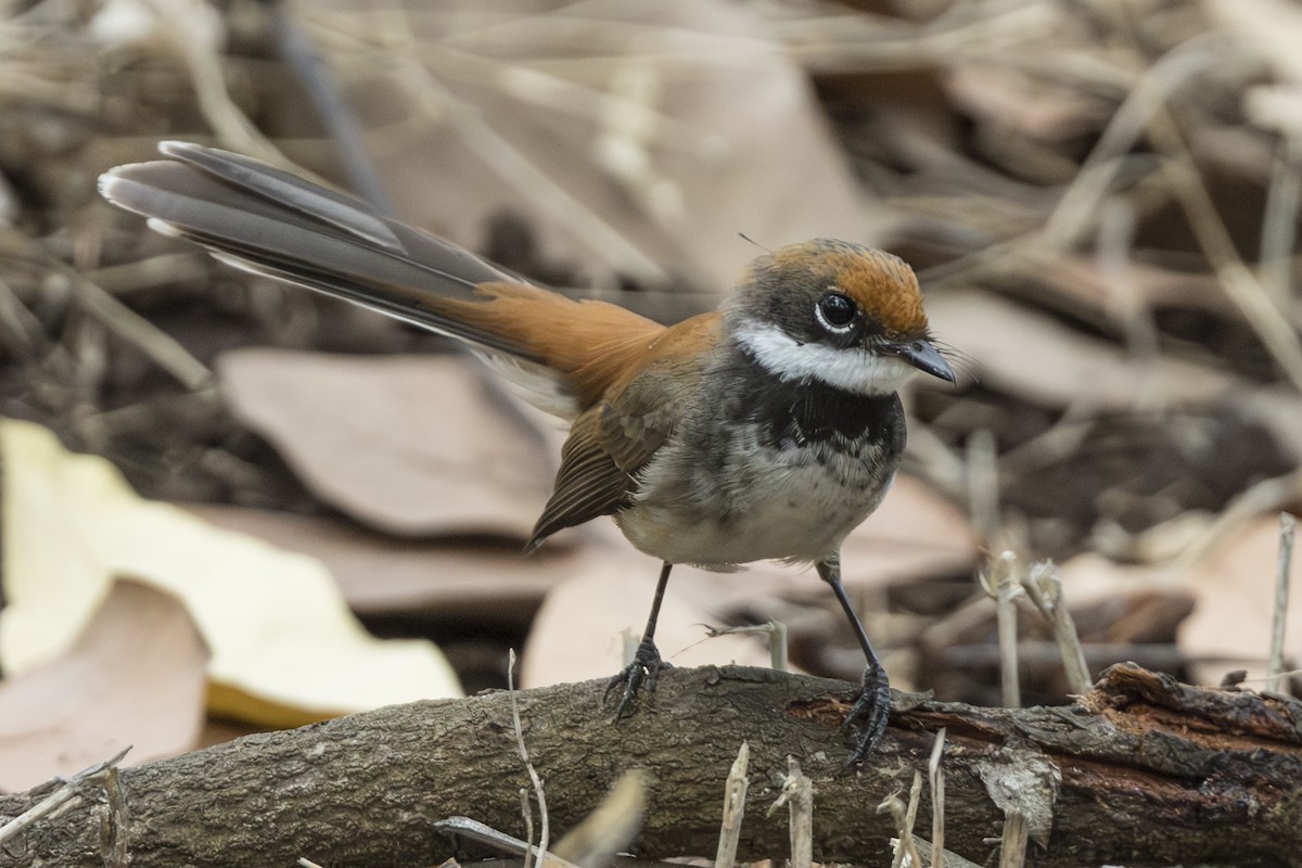 Supertramp Fantail - ML645309479