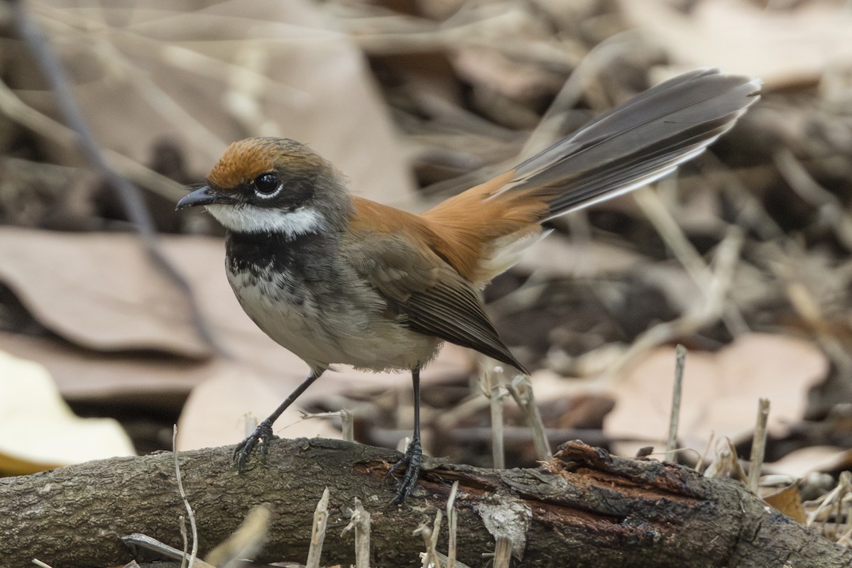 Supertramp Fantail - ML645309480