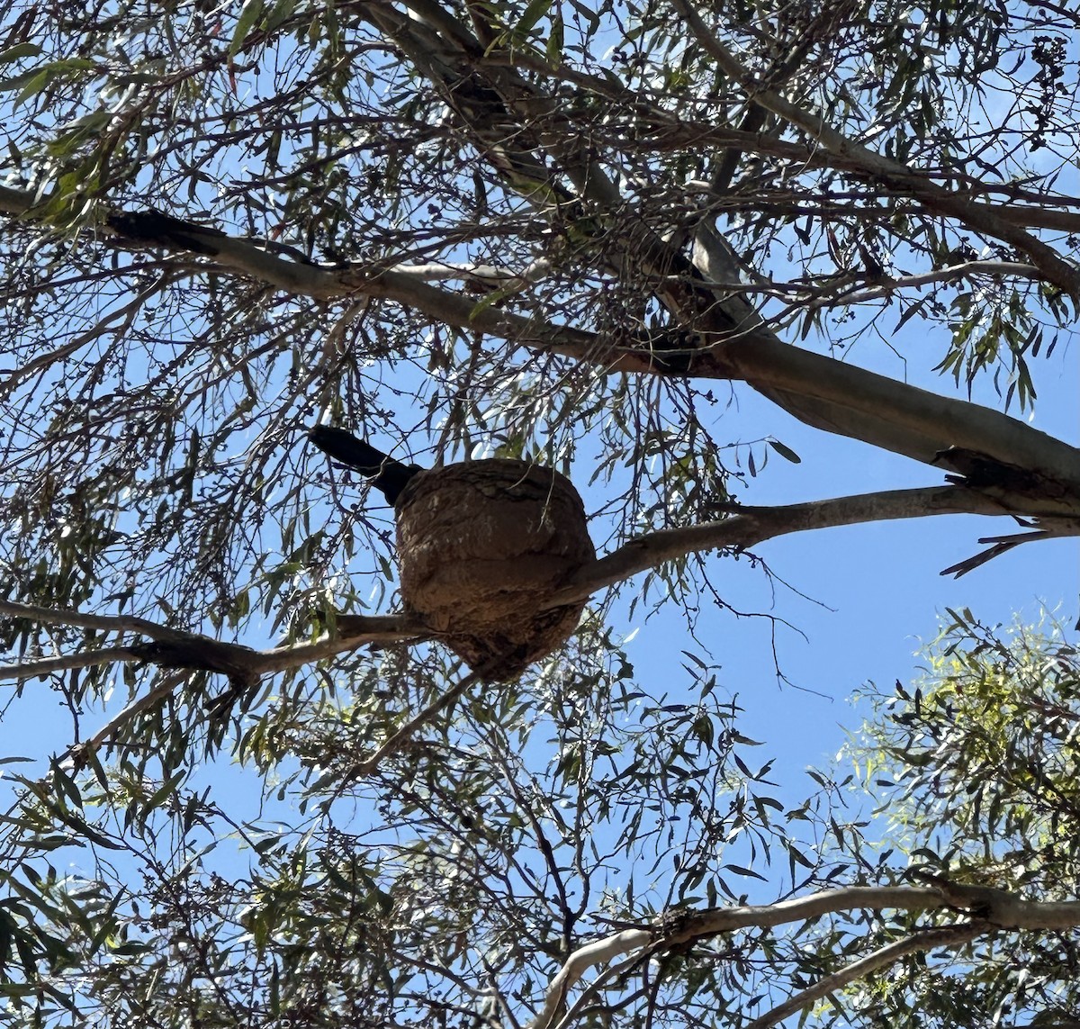 White-winged Chough - ML645309484