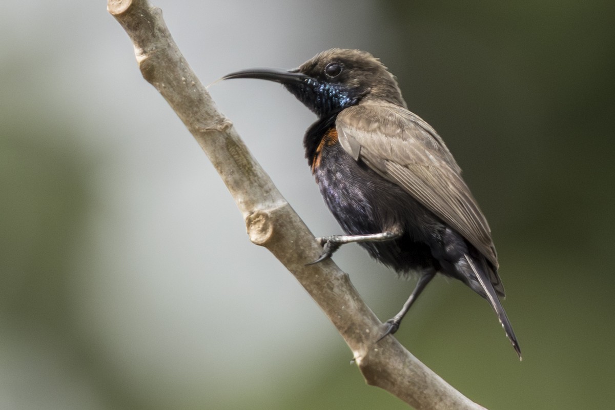 Flores Sea Sunbird - ML645309485