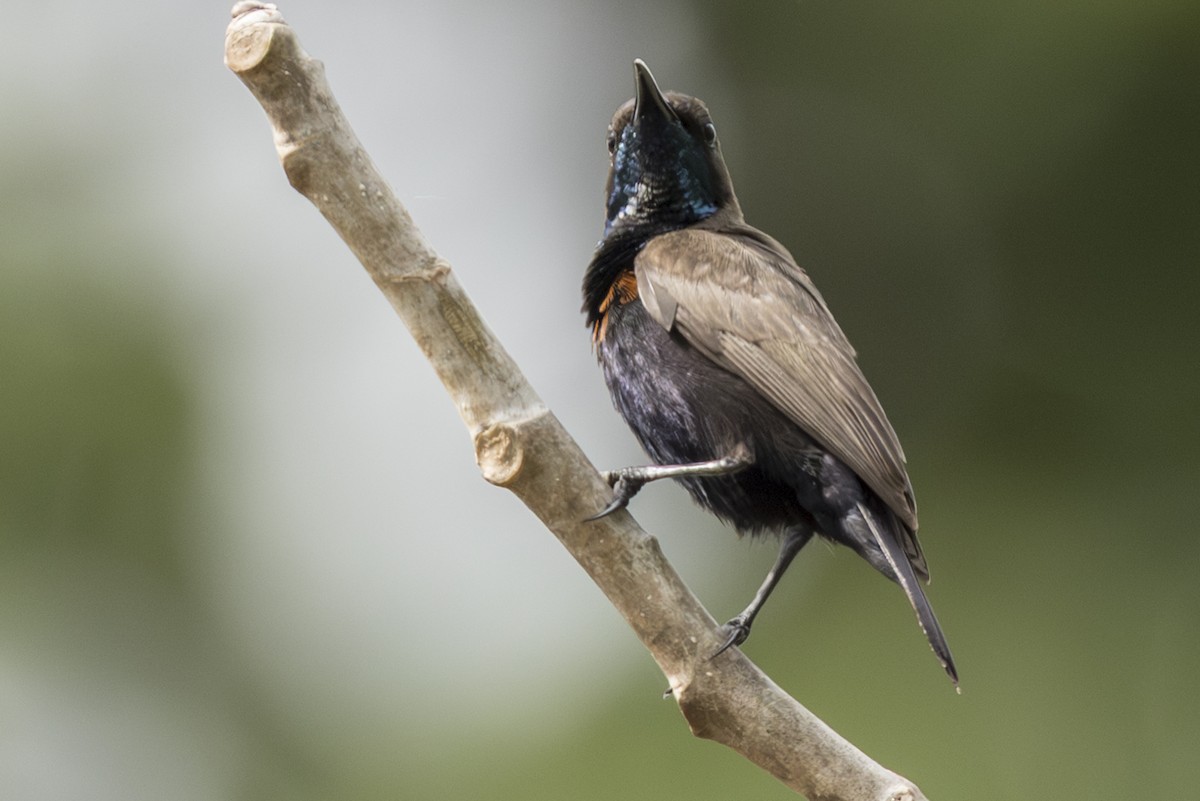 Flores Sea Sunbird - ML645309486